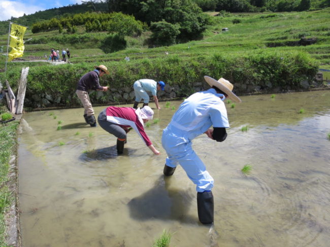 田植え体験会