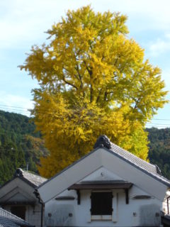 大銀杏