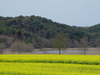 菜の花