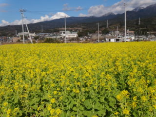 菜の花