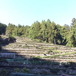 瀬尻の段々茶園