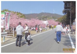 滝沢の河津桜祭り