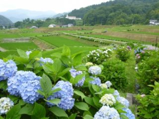 棚田状の水田とあじさい