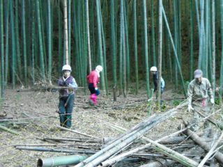 伊豆の国市韮山の竹林整備ボランティア