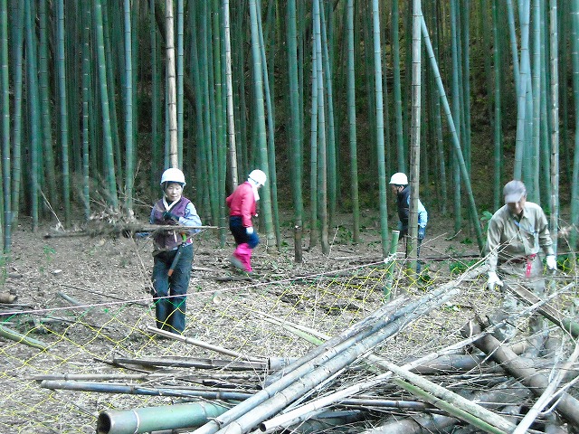 管理された竹林