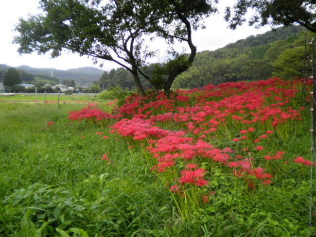 彼岸花