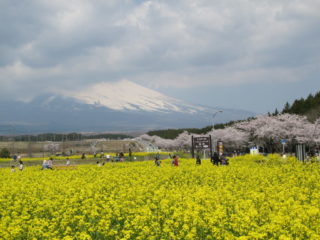 富士山菜の花＆桜まつり