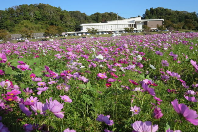 そよかぜ広場の花畑（コスモス）