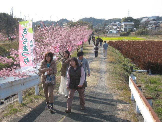 東大山河津さくら祭り