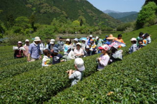 お茶（奥藁科・大川）