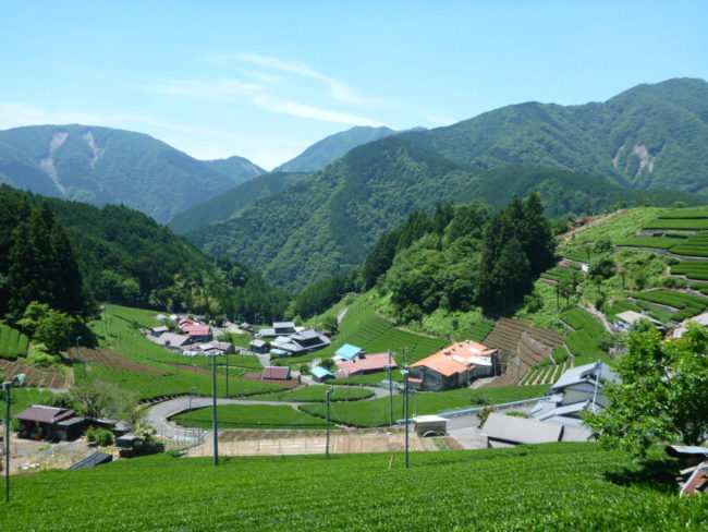 静岡のマチュピチュ（茶園）