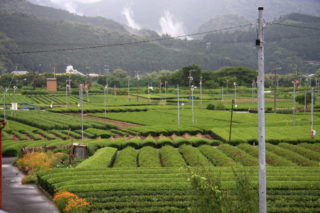 川根茶