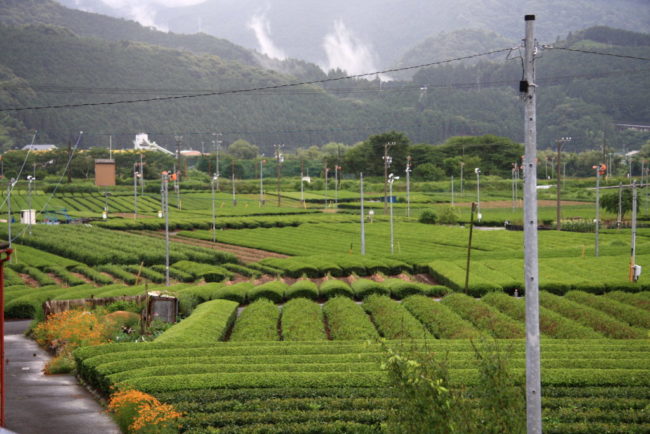 川根茶