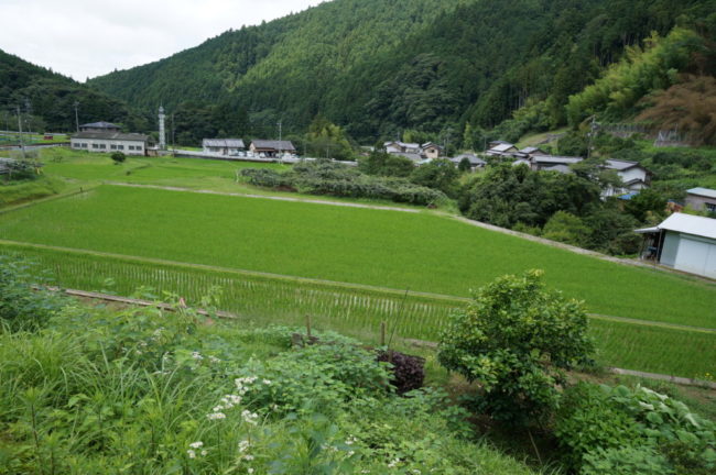 鍛治島の棚田