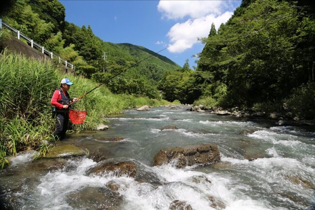 太田川水系の鮎釣り