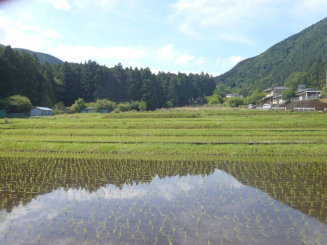 茅野の棚田