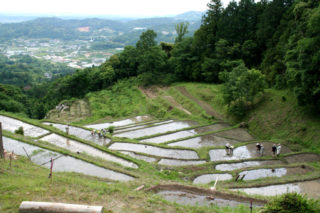 白橿の棚田