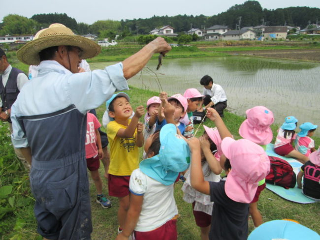 田んぼの生物観察会