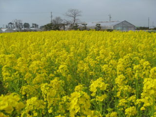 景観作物の植栽（浜松市西区村櫛町）