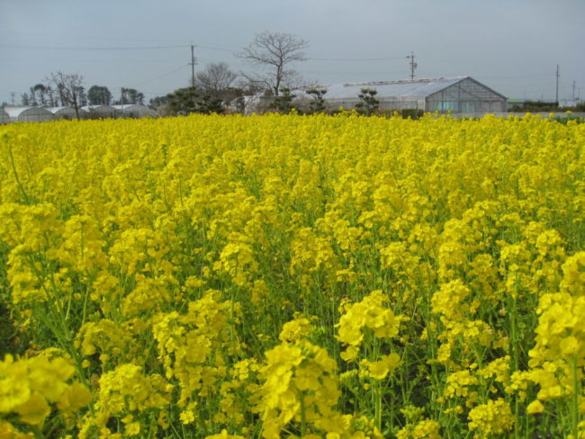 景観作物の植栽（浜松市中央区村櫛町）