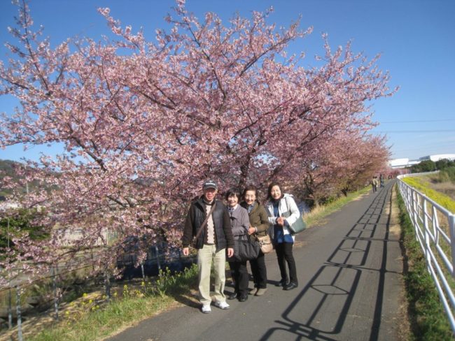 朝比奈川堤の「山の手桜」