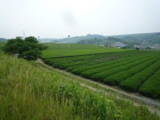 牧之原台地麓の茶園