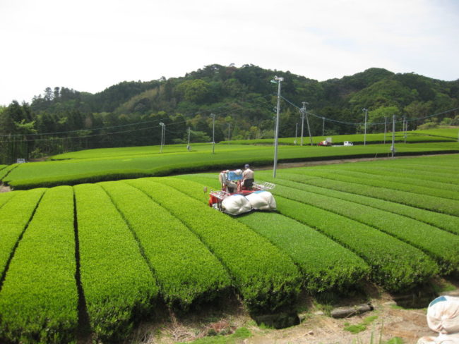 雄大な茶園風景