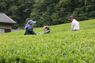 山間地の茶業ボラバイト