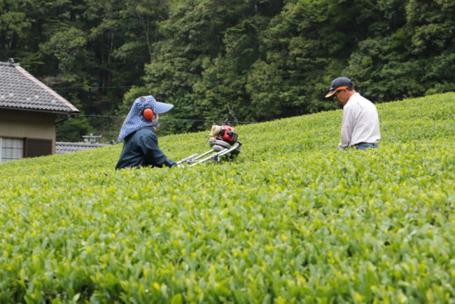 山間地の茶業ボラバイト