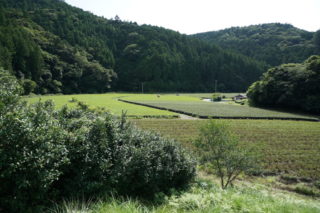 栗ノ島茶園