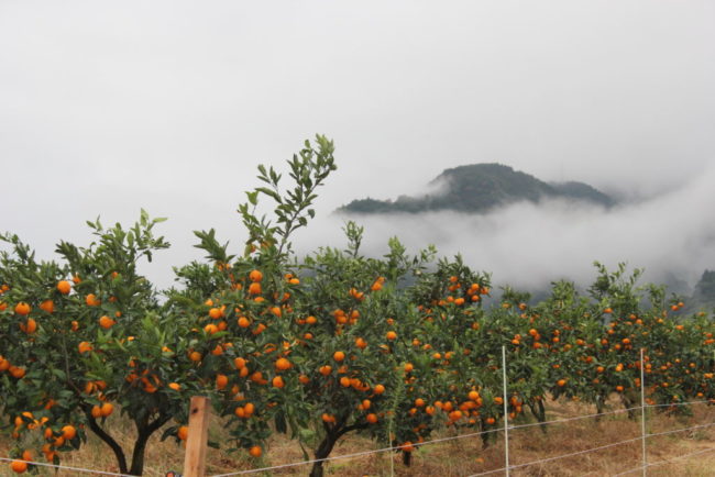 多品種の柑橘類
