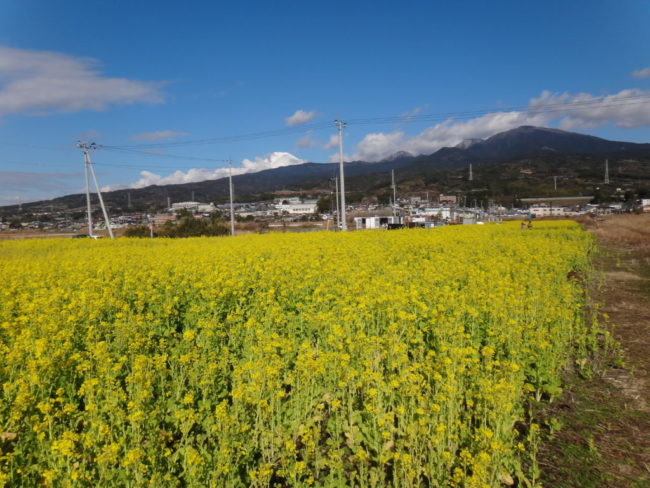 愛鷹山