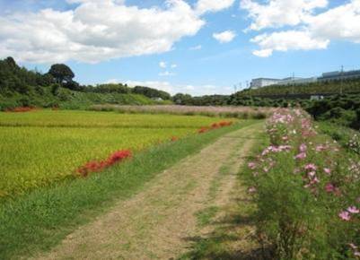 花川堤防