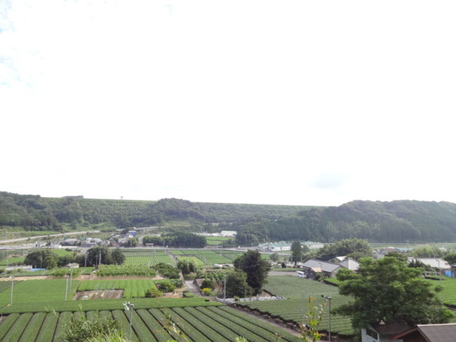 茶畑（島田市湯日）