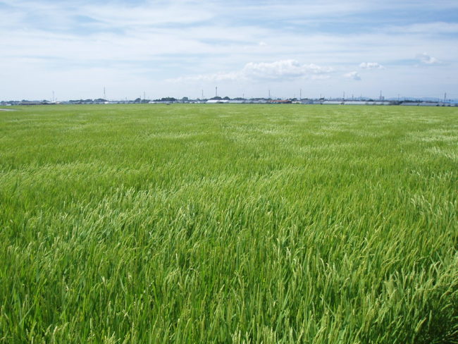 一面に広がる田園風景「とうもん」