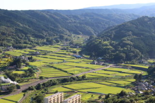 ほ場整備後の田園風景