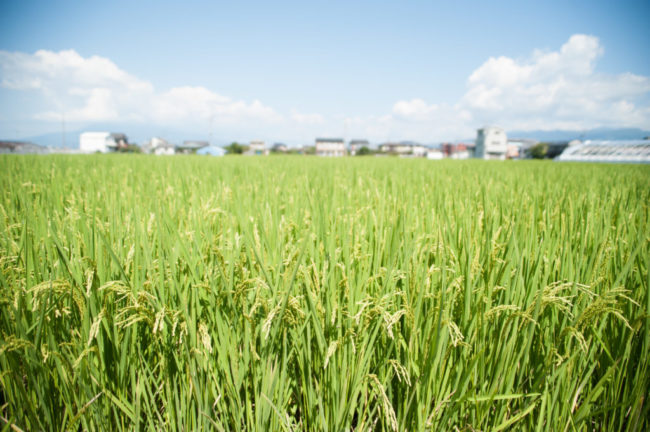 ほ場整備された平坦な農地