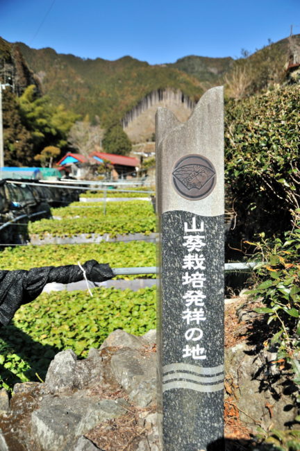 山葵栽培発祥の地