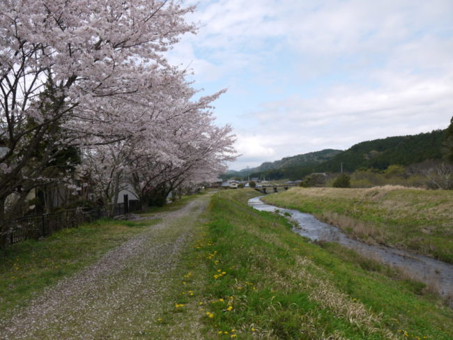 敷地川沿いの桜並木・彼岸花