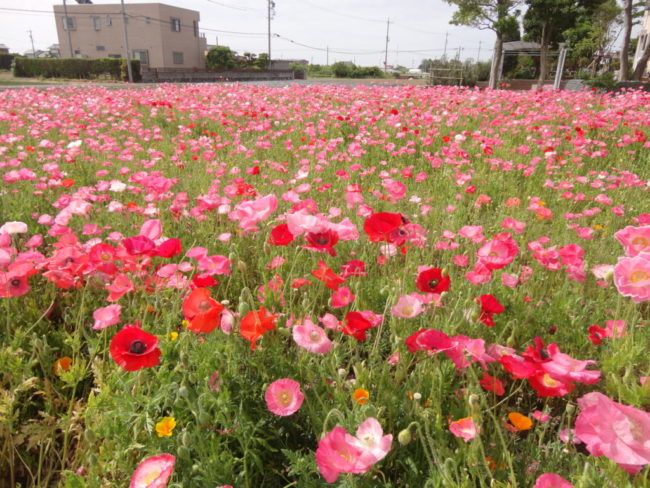 景観作物の植栽（浜松市南区大塚町）