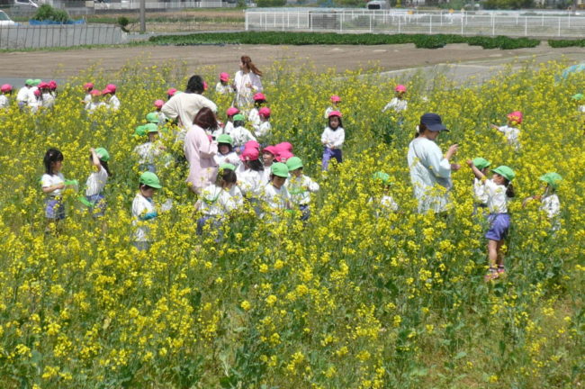 景観作物の植栽（浜松市南区恩地町）