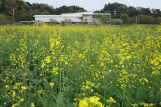 そよかぜ広場の花畑（菜の花）