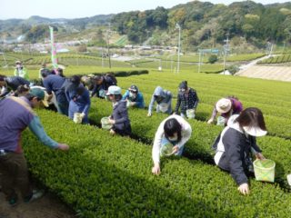 茶園ピクニック