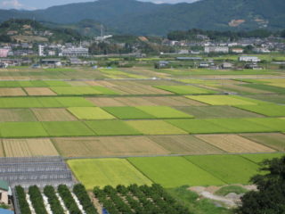 水田地帯