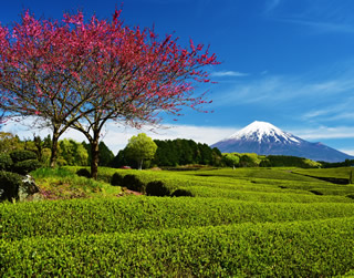 茶園と富士山