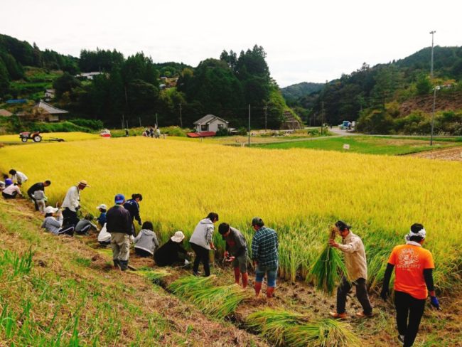 田んぼオーナー制度