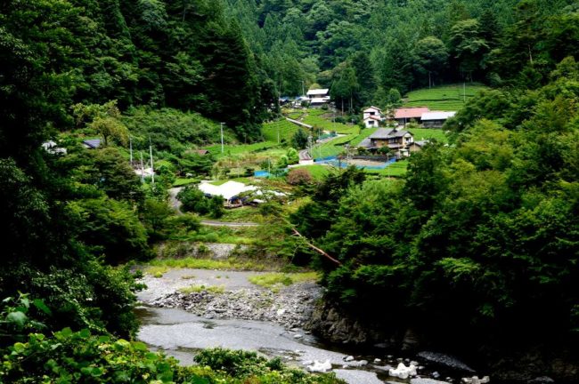 川根茶の産地で最北位置