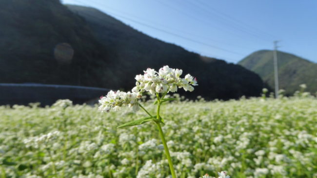 そばの花畑