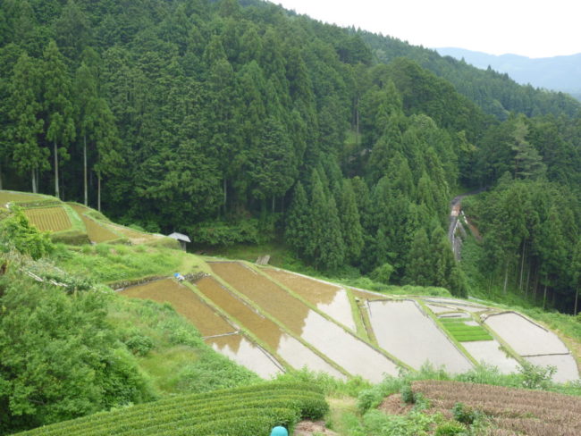 大栗安の棚田