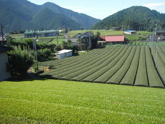 整備された茶園